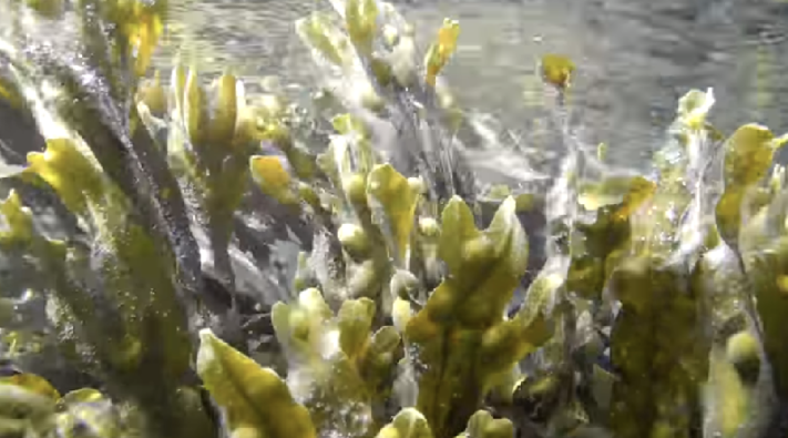 10 Important Benefits of Sea Moss 